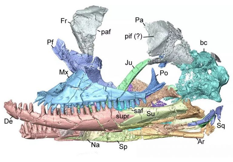 A multi-colored CT scan shows the different parts of the skull