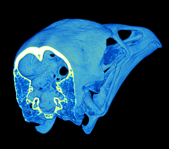 UT Austin is a world leader in paleontology, thanks to extensive collections, strong research and education programs, and expertise in advanced technologies such as CT scanning for fossils.