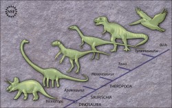 Analysis of Tawa and other early dinosaurs suggests that dinosaurs originated in what is now South America and soon after diverged into ornithischians (like Triceratops), sauropodomorphs (like Apatasaurus) and theropods (like T. rex). The theropods evolved into modern-day birds. Credit: Zina Deretsky, National Science Foundation.