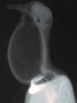 X-ray image of a ring dove (Streptopelia risoria) producing cooing sounds with a closed mouth. Tobias Riede
