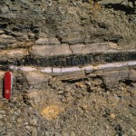 The K-Pg boundary as exposed along the side of Interstate 25 near Raton Pass in southern Colorado. The obvious white layer is the K-Pg ejecta layer. It contains elevated levels of iridium and shocked mineral grains. Pollen and spores from Cretaceous plants are found immediately below this layer but not above it, a pattern that is seen from the southern U.S. all the way north to the Arctic Ocean. This direct link between impact ejecta and plant extinction suggests a very strong cause and effect relationship between impact and extinction. Credit: Kirk Johnson, Denver Museum of Nature and Science