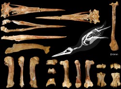 Inkayacu paracasensis Reconstruction and Elements