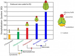 Encephalization Quotient