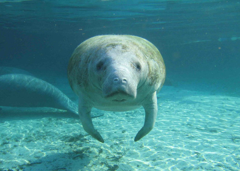 Florida Manatee 840x600 Acf Cropped