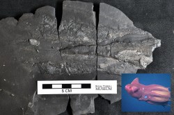 A fossilized mantle of a vampyropod, a relative to the vampire squid. The ink sack is the raised structure in the center, and muscles have a striated appearance. Rowan Martindale, The University of Texas at Austin. 