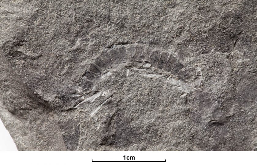 Fossil Millipede Resized
