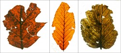 Fossil leaves Fossil leaves from Denlinger Mill study site