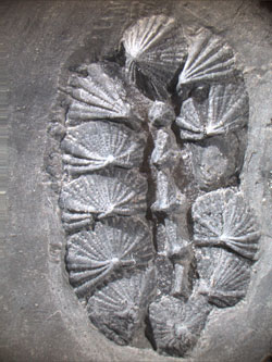 Fossile specimen of multiplacophoran