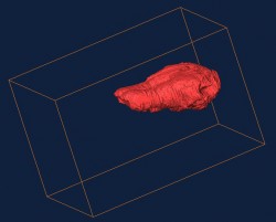 Hadrocodium brain endocast