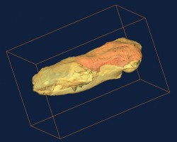 CT scan of Hadrocodium skull showing brain endocast