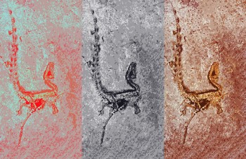 What color was Sinosauropteryx?