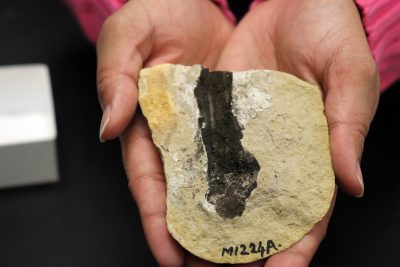 Ink Sac Exceptional Fossil
