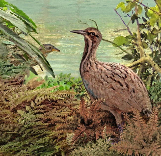 Calciavis standing by the shores of the Eocene Fossil Lake with a small rallid in the background. Art by Velizar Simeonovski.