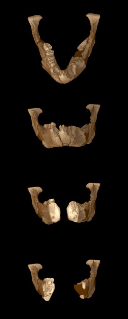 By combining 800 CT slices through Lucy's jaw bone and teeth, scientists can now fly through a 3-D reconstruction and see interior details such as tooth enamel thicknesses. Dark colored material represents the glues and plasters originally used to reconstruct the fossil. Images: Richard Ketcham and Jessie Maisano.