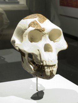 Lucy skull reconstruction on display at the Houston Museum of Natural Science.