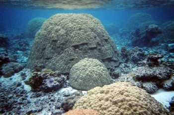 Massive Porites Coral