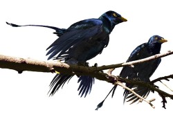 Microraptor Video Thumbnail