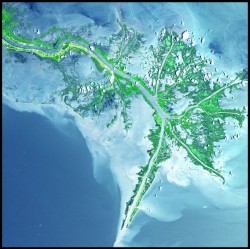 The Mississippi river carries sediment to the Gulf of Mexico. Human activities are altering this natural process and accelerating the loss of vital wetlands. From space, the Mississippi Delta looks like a duck's foot. Image: USGS and  NASA. Larger image.