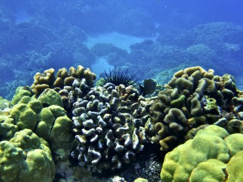 Modern Coral Reef in Hawaii