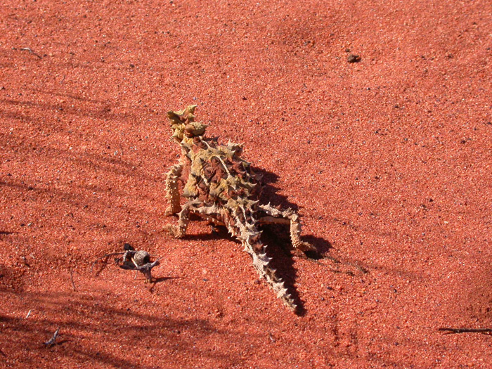 Moloch horridus, one of the first animals Bell's team worked on for their project of identifying species by apomorphies.