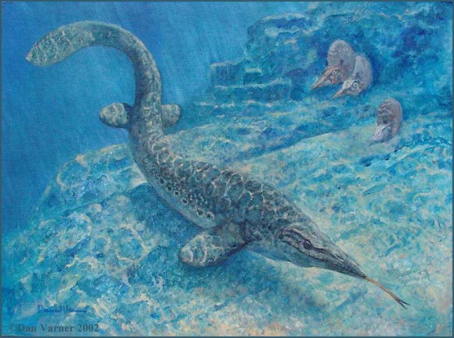 A painting of a Mosasaurus cruising the rocky underwater shoreline of the Late Cretaceous Japanese Islands. Artwork by Dan Verner, used with permission from Mike Everhart.