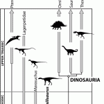 Phylogenetic position of Asilisaurus among bird-line archosaurs. Image by Sterling Nesbitt.