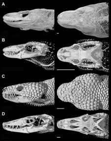 Other Osteoderms