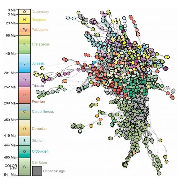 Paleonetwork Muscente