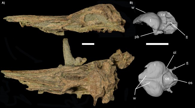 Ancient penguin skull and endocast. Scale bar is 2.5 cm and letters indicate parts of the brain: ce, cerebellum; el, endosseus labyrinth; fl, floccular lobe; ol, optic lobe; os, occipital sinus impression; pb, pituitary bulb; t, telencephalon; w, wulst.