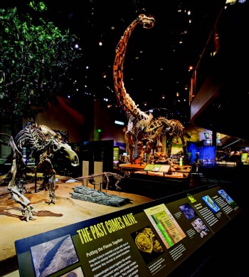 The long-necked Alamosaurus towers above other dinosaur exhibits at the Perot Museum of nature and science. Mark Knight Photography.