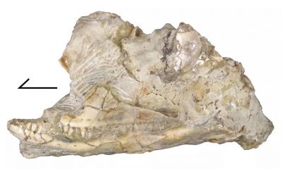 Perpleus Skull 1