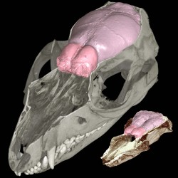 CT scans of modern short-tailed opossum (left) and Hadrocodium (right) brains (pink). Olfactory bulbs are at front of brain (reddish pink). Credit: Matt Colbert.