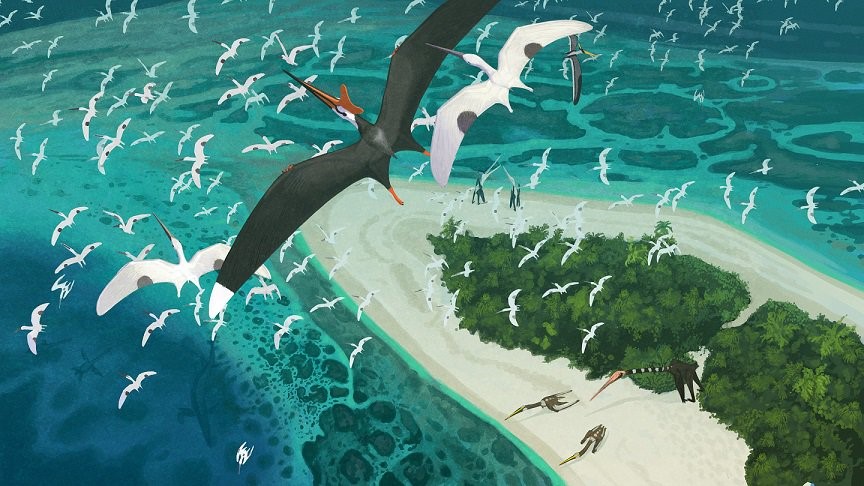 Size disparity of late Maastrichtian pterosaurs and birds. Maastrichtian  pterosaurs are larger than coeval birds in both marine (blue) and  terrestrial/freshwater (orange) ecosystems. : r/Paleontology