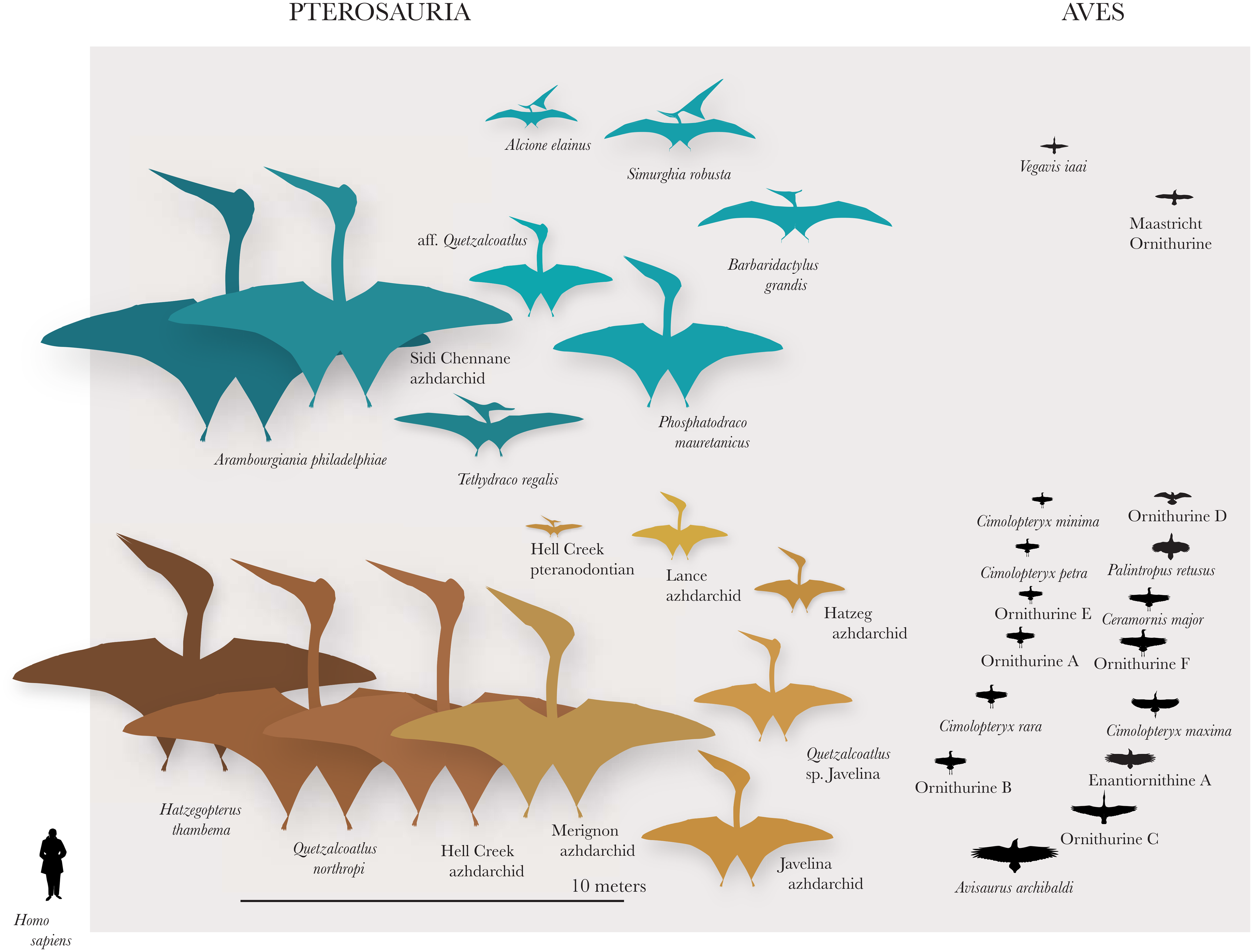 On the Size and Flight Diversity of Giant Pterosaurs, the Use of