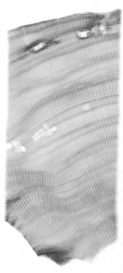 X-ray image of coral core. See larger image.