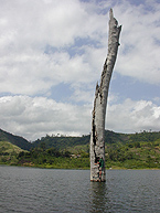 A researcher collects samples from a partially submerged tropical tree at Lake Bosumtwi, Ghana. A submerged forest in the lake provides evidence for severe and long lasting droughts in West Africa just a few centuries ago. Enlarge image.