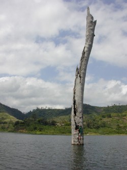 This tree in Lake Bosumtwi, Ghana grew at a time of prolonged drought when the lake level was tens of meters lower than today. Photo by J.T. Overpeck.
