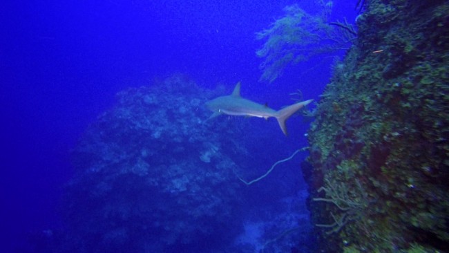 Large talus block rests on upper slope, just 10 meters off the main reef wall (left). Shark for scale roughly 5 feet.