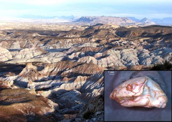 A fossilized skull of the "Lone Star" lizard, a new genus and species of extinct worm lizard, and a view of the West Texas environment where it was found. Michelle Stocker and Chris Kirk