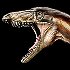A newly discovered dinosaur, Tawa hallae, settles a debate about where another beast, Herrerasaurus, fits in the evolutionary tree. Illustration: Jorge Gonzalez.