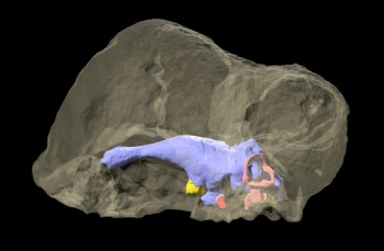 A transparent view of the domed skull of Triopticus primus and brain. WitmerLab at Ohio University.