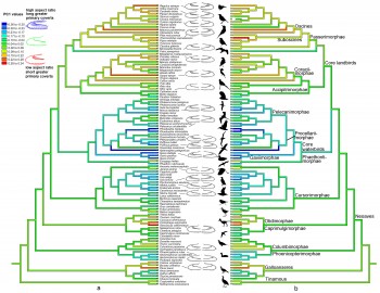 A cladogram depicting relationships between bird species and wing shape. 