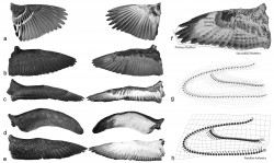 Samples of the dorsal (middle column) and ventral (left column) sides of wings from bird specimens analyzed by the researchers. The right column depicts a consensus wing shape generated by analyzing the wing shape of 105 bird taxon (top), a figure depicting how various wing shapes differed from the consensus wing (middle), and the magnitude of variation across different parts of the consensus wing (bottom).