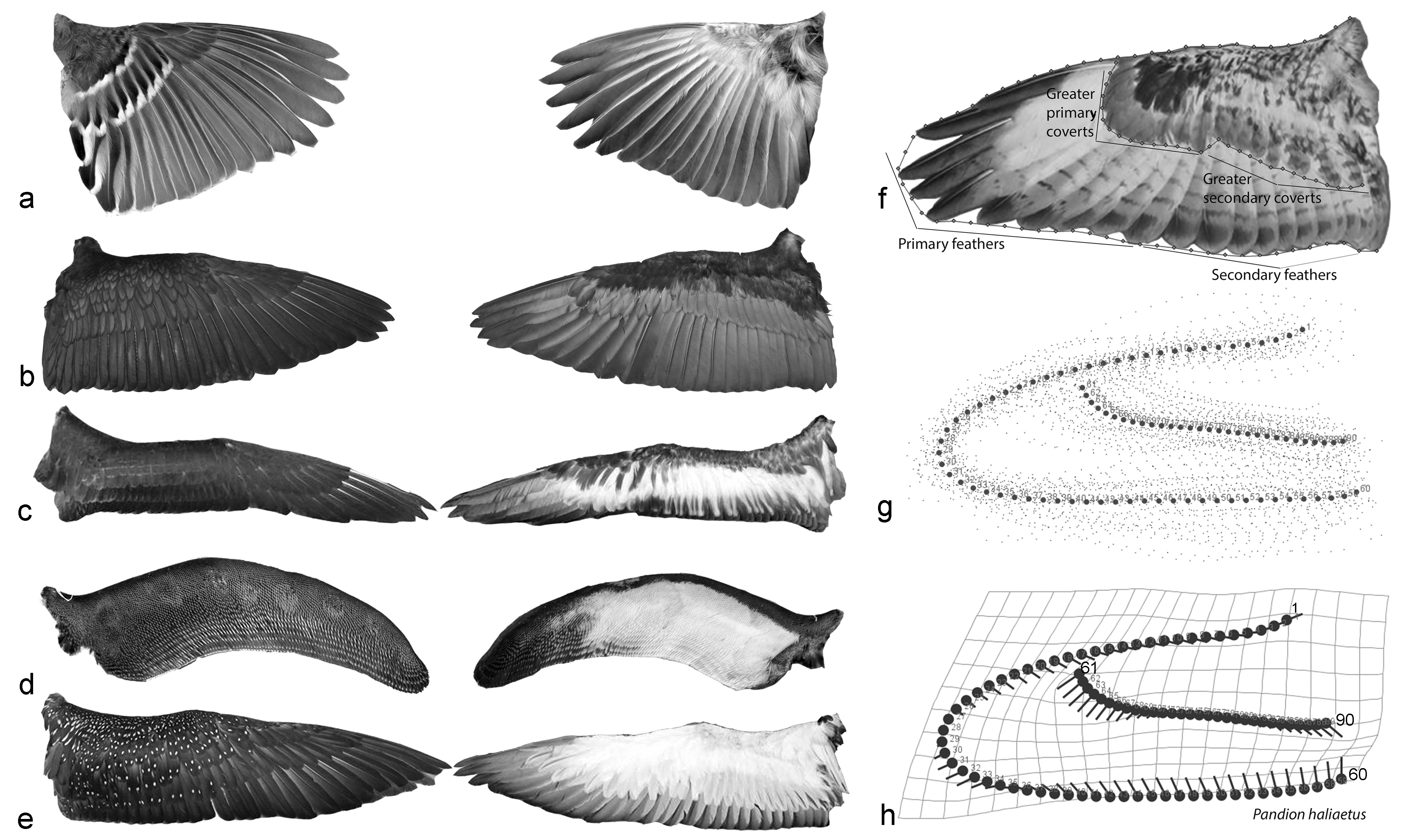 Side wings – The small detail that makes a big difference