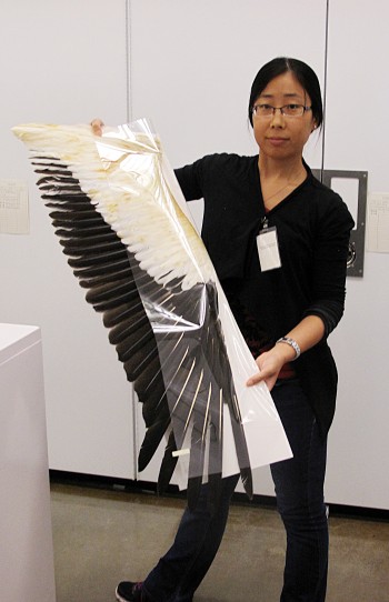Xia Wang, a post-doctoral researcher in the Department of Geological Sciences, with bird’s wing.