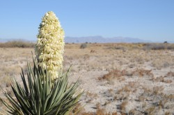 Yucca. Photo: Marc Airhart