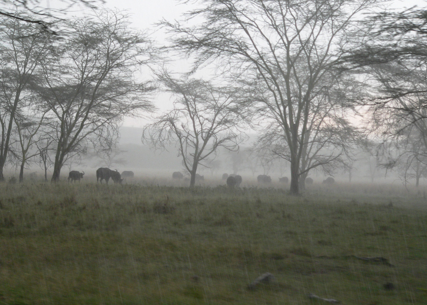 East African Rains 840x600 Acf Cropped