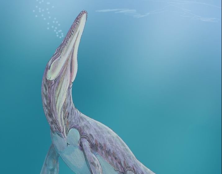 Megalneusaurus027 (1)