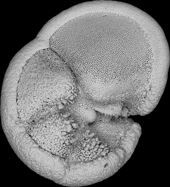 U1559c 1h 1w 75 77 Globorotalia Tumida Umbilical