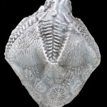 Eurekablastus ninemilensis, new genus and new species